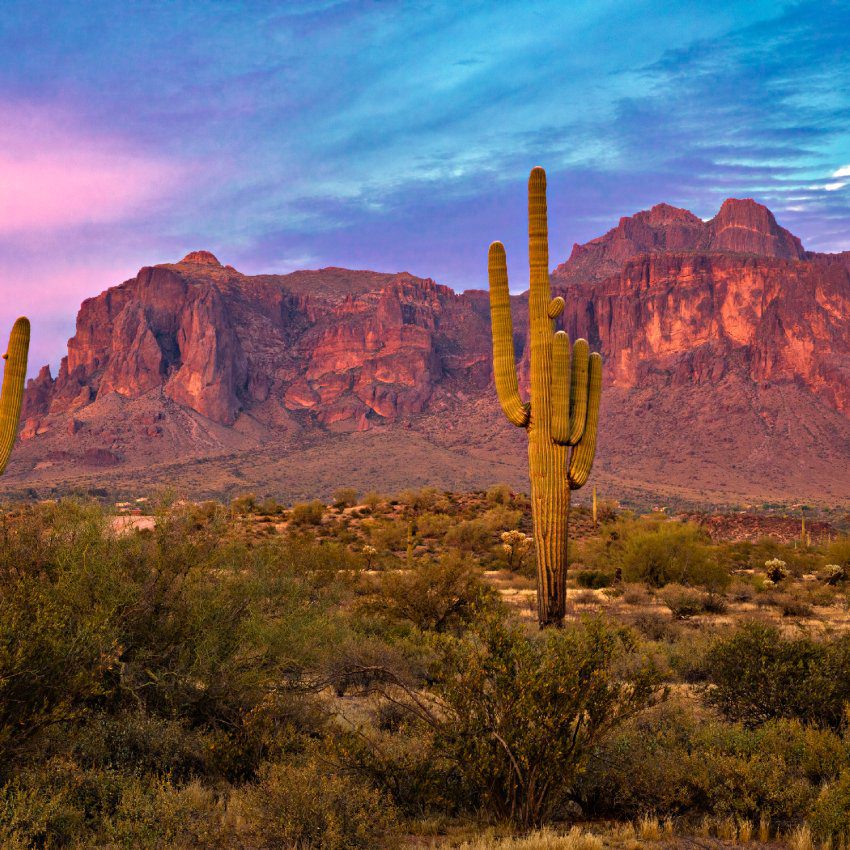 Saguaros at Sunset in Sonoran Desert near Phoenix.