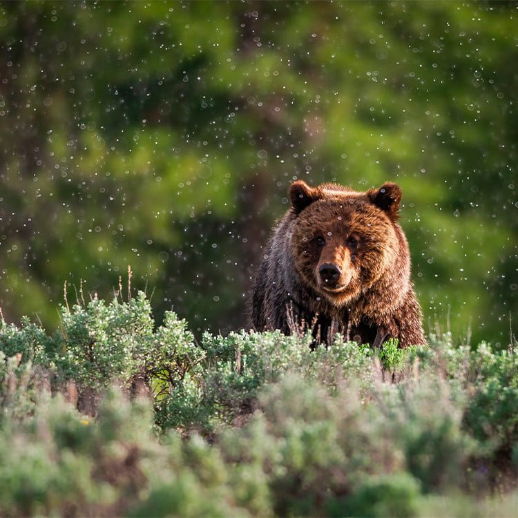 A brown bear is upright in a grassy area, highlighting the wildlife of Montana as featured in a wilderness guide.