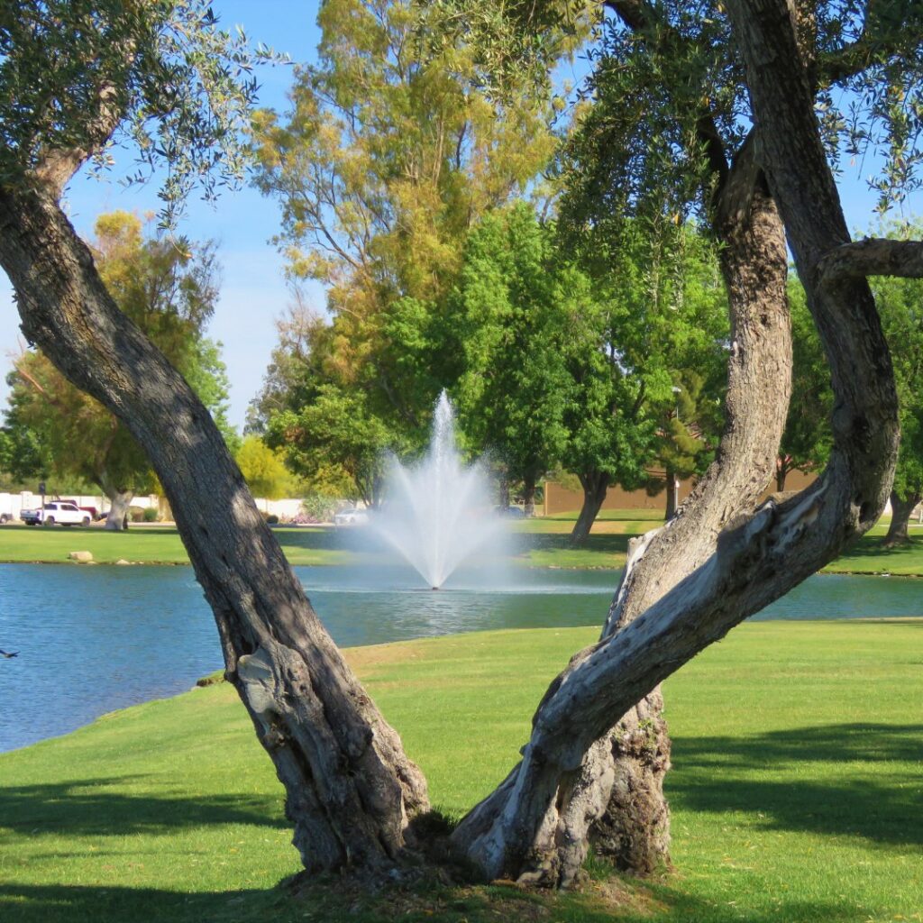 McCormick Ranch in the Springtime