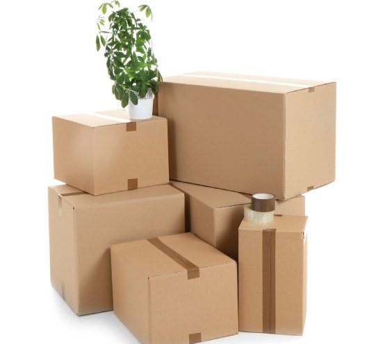 Cardboard boxes and houseplant on white background. Moving day